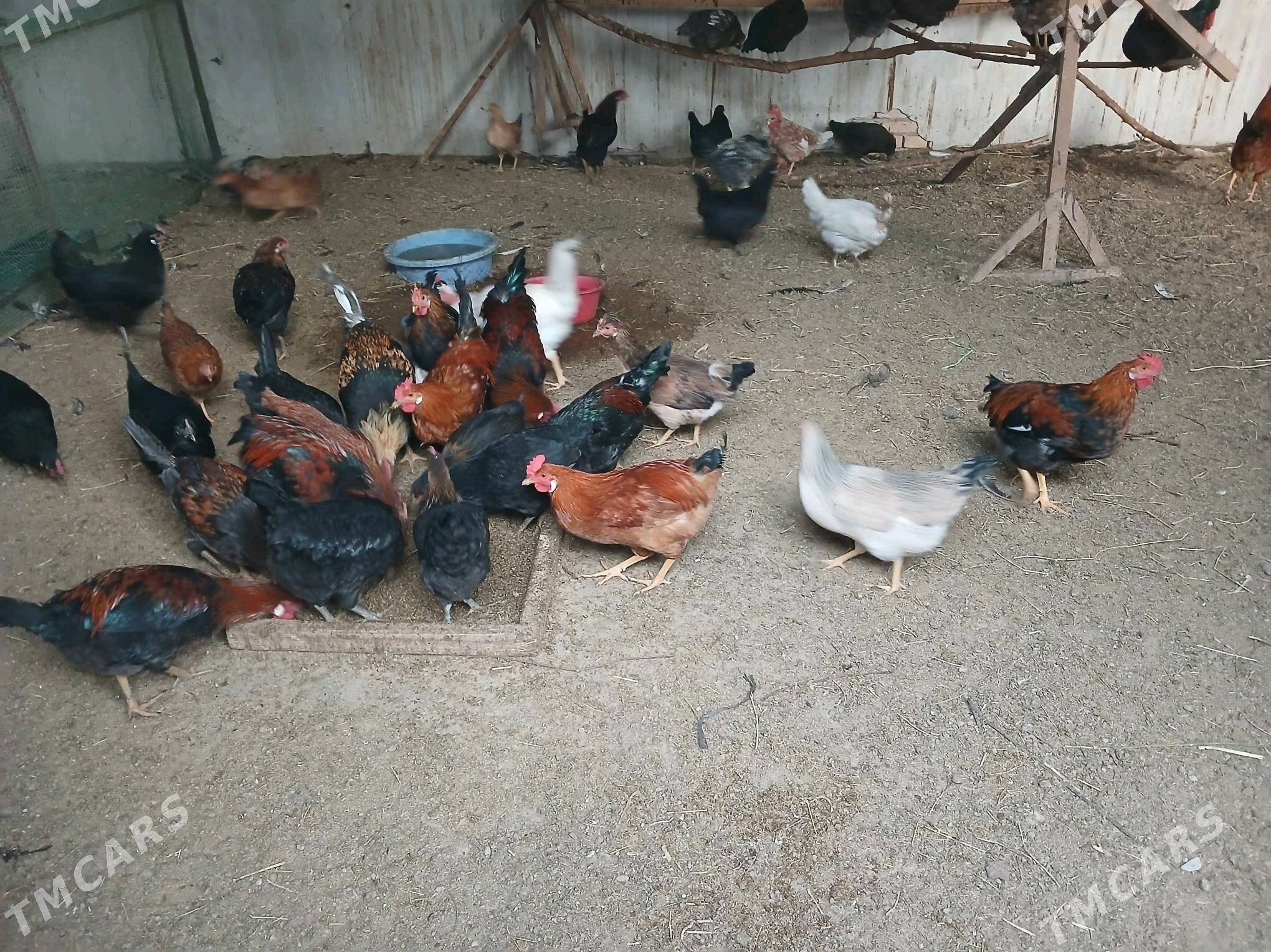 Horaz - Чарджоу - img 3