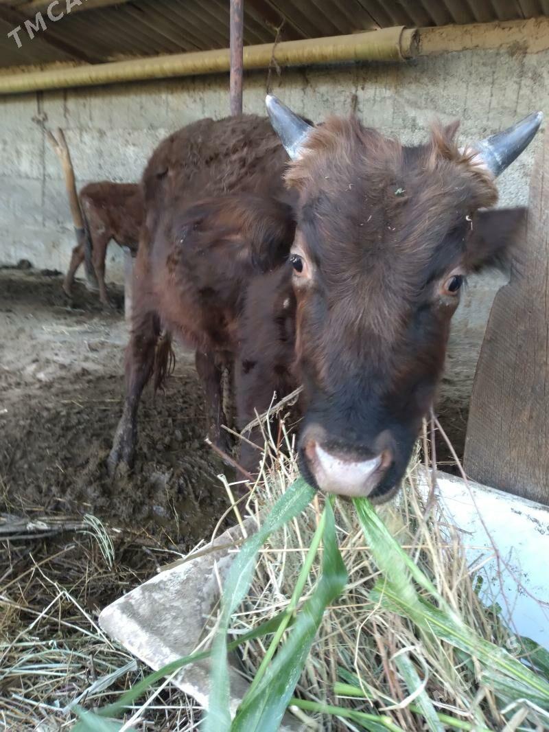 okuz - Кипджак - img 2