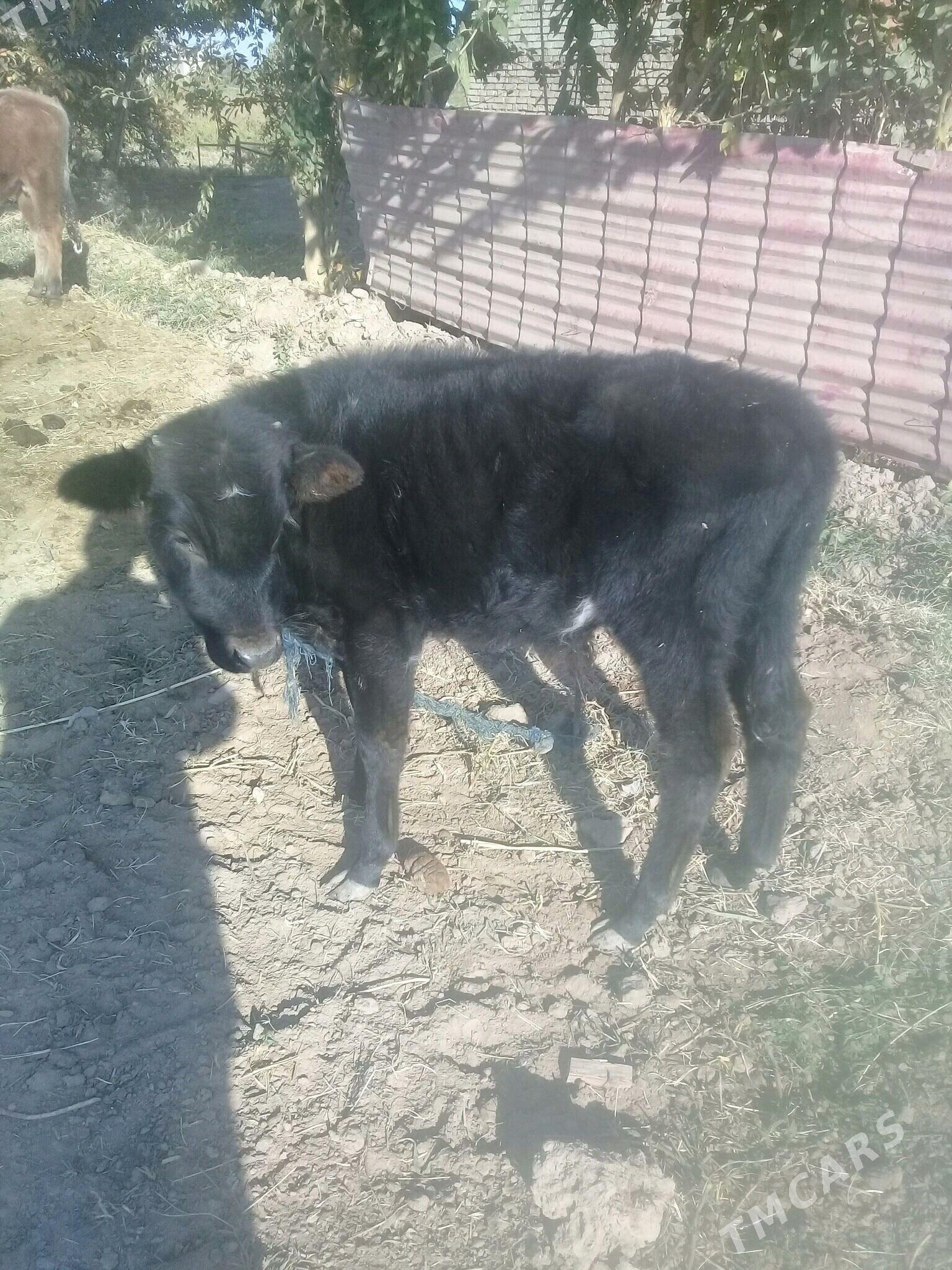 okuzceler 3sany - Бабадайхан - img 2