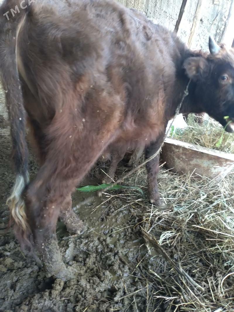 okuz - Кипджак - img 3