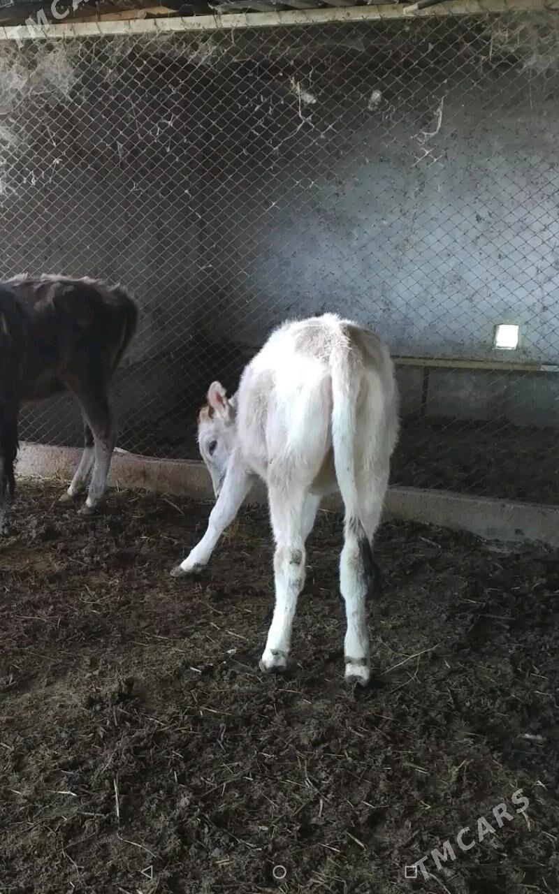 gulajyn goleler - Murgap - img 2