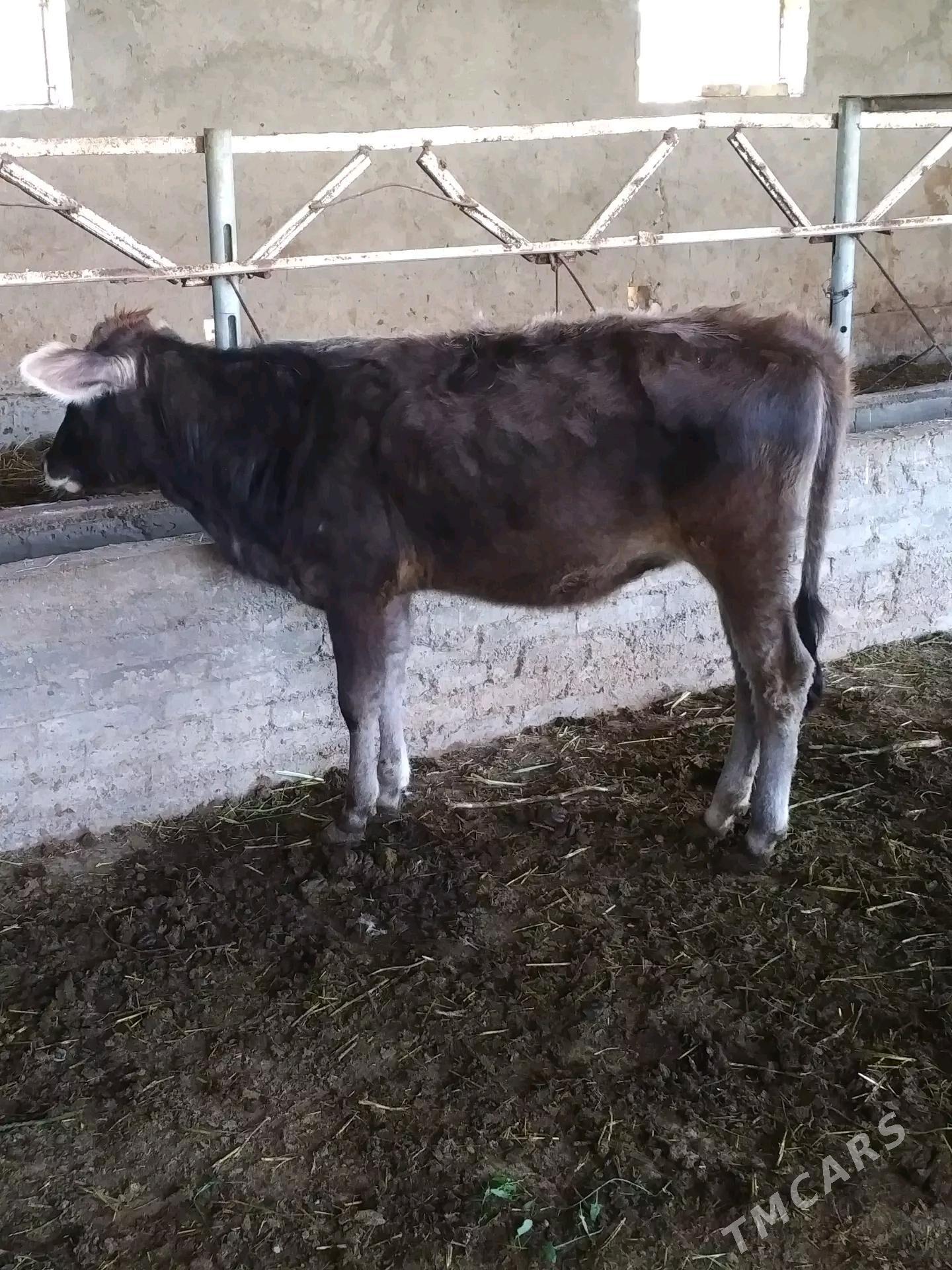 gulajyn goleler - Murgap - img 5