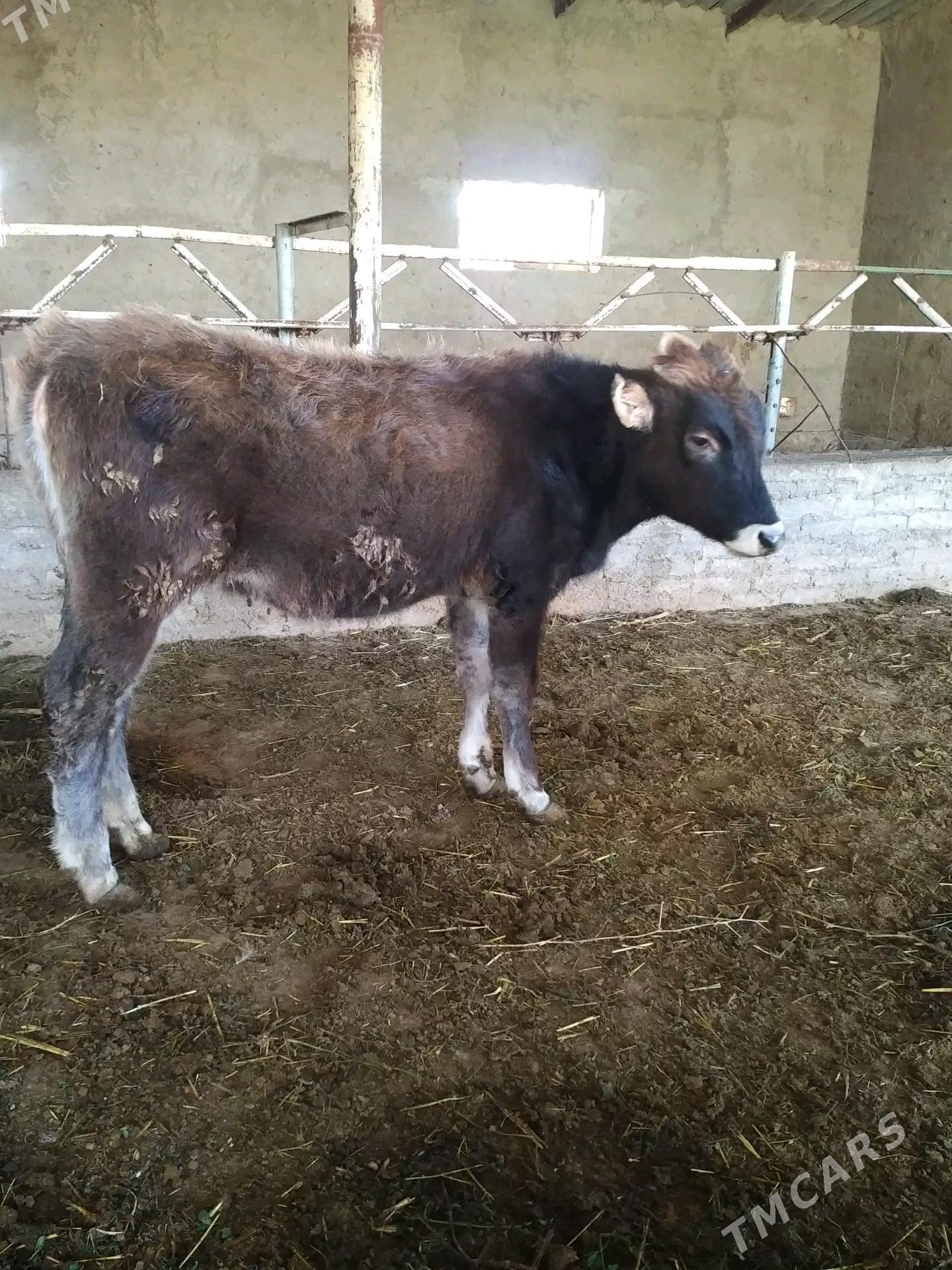 gulajyn goleler - Murgap - img 4