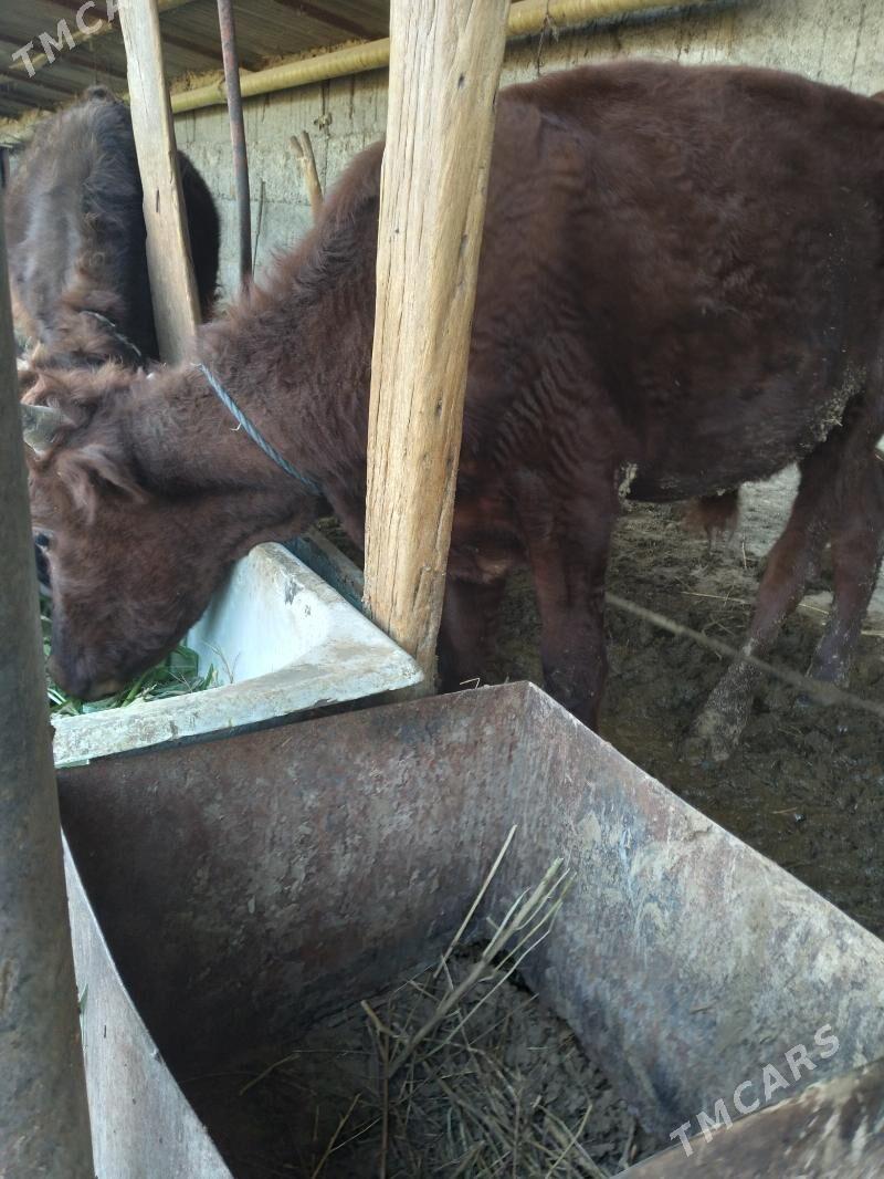 okuz - Gypjak - img 2