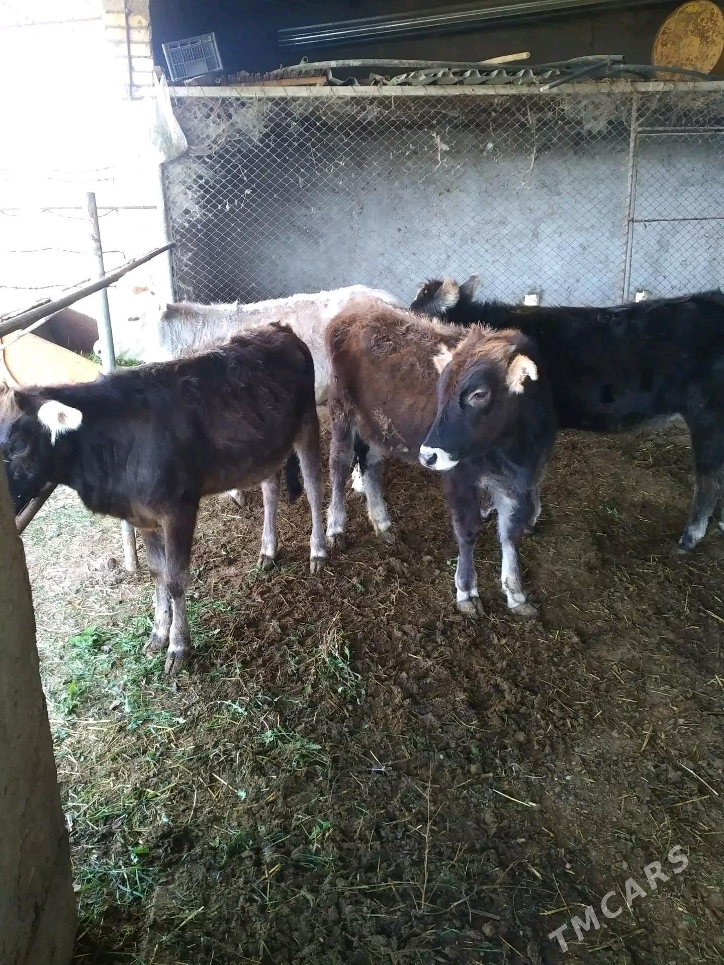 gulajyn goleler - Murgap - img 1