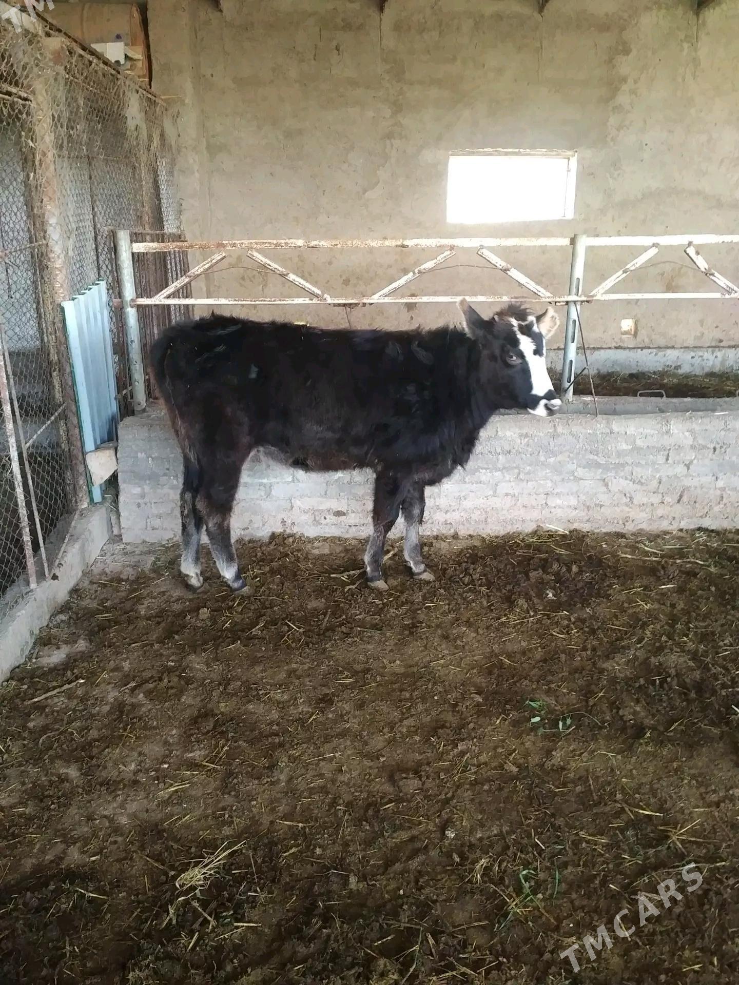 gulajyn goleler - Murgap - img 3