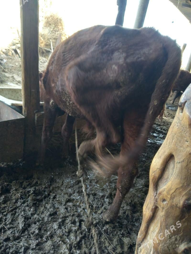 okuz - Gypjak - img 3