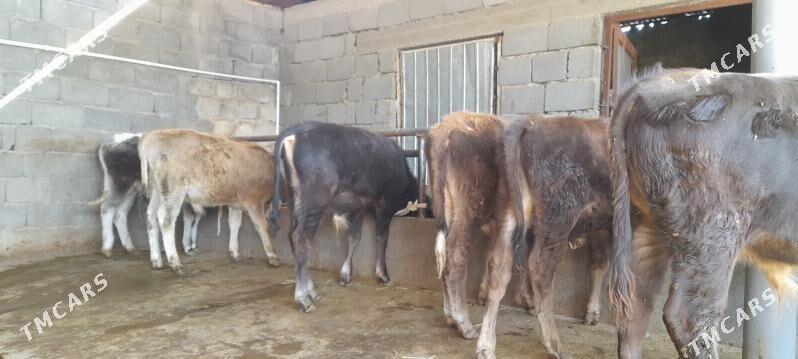 öküz - Бузмеин - img 3