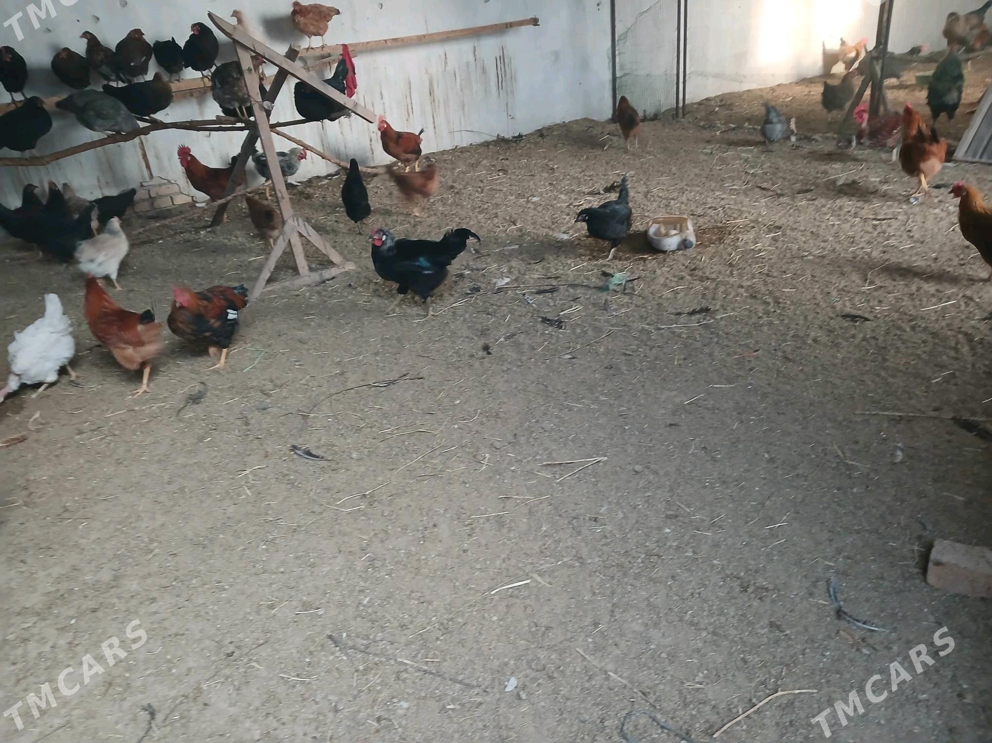 Horaz - Чарджоу - img 2