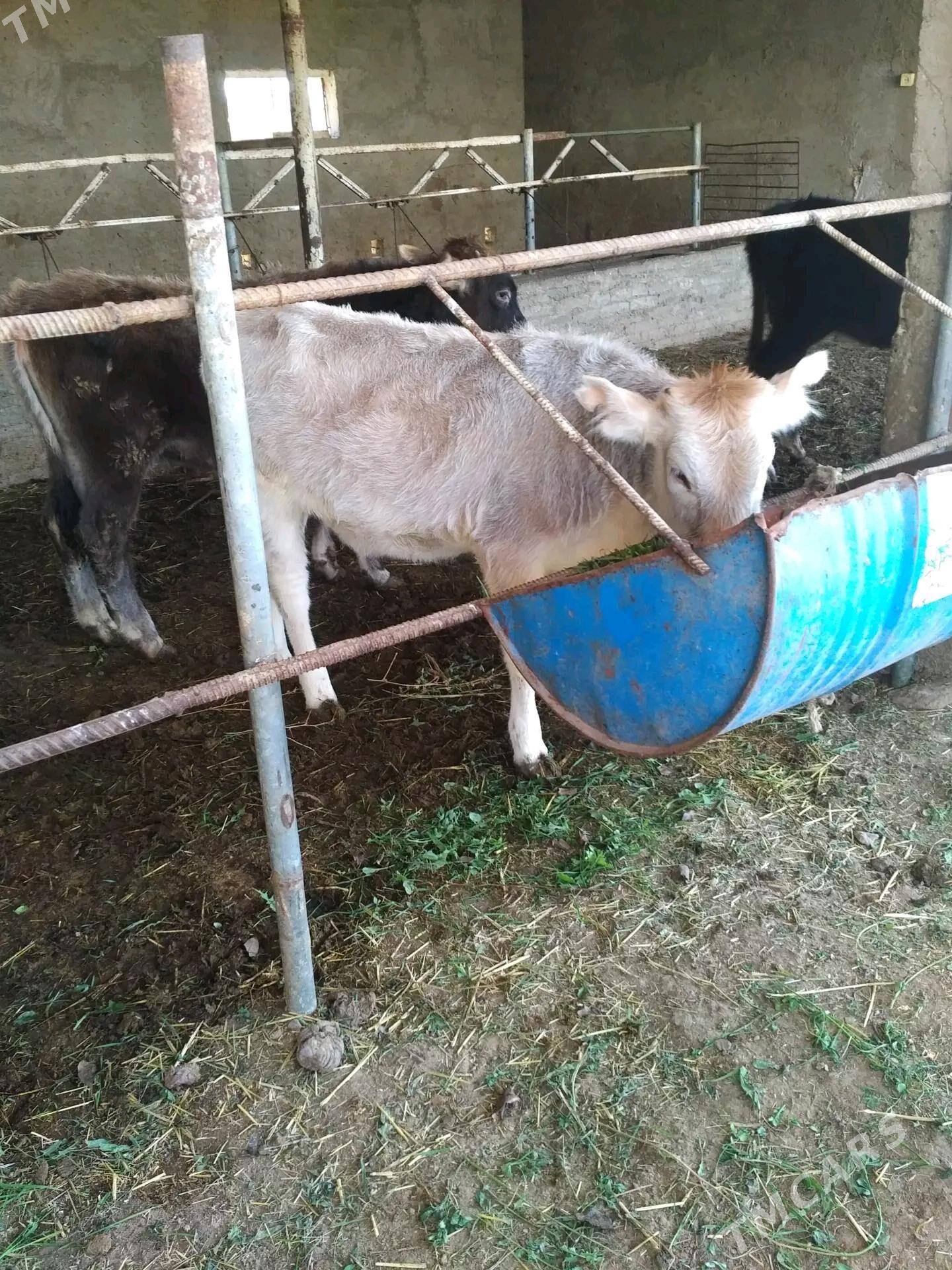 gulajyn goleler - Murgap - img 6