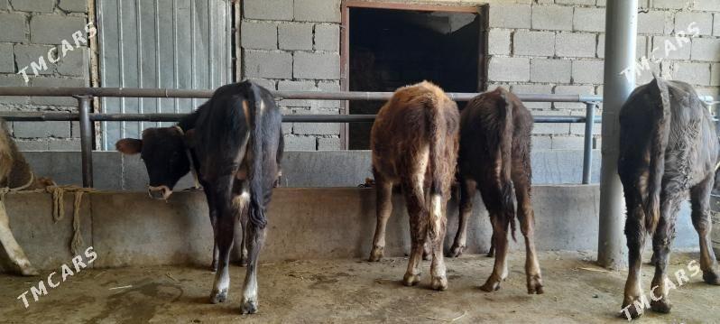 öküz - Бузмеин - img 7