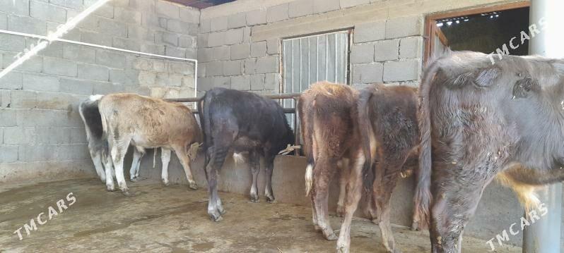 öküz - Бузмеин - img 9