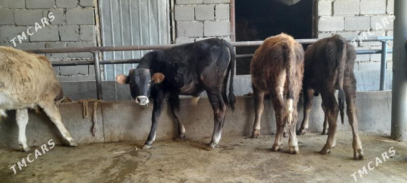 öküz - Бузмеин - img 6