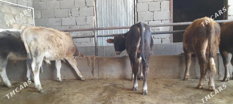 öküz - Бузмеин - img 5