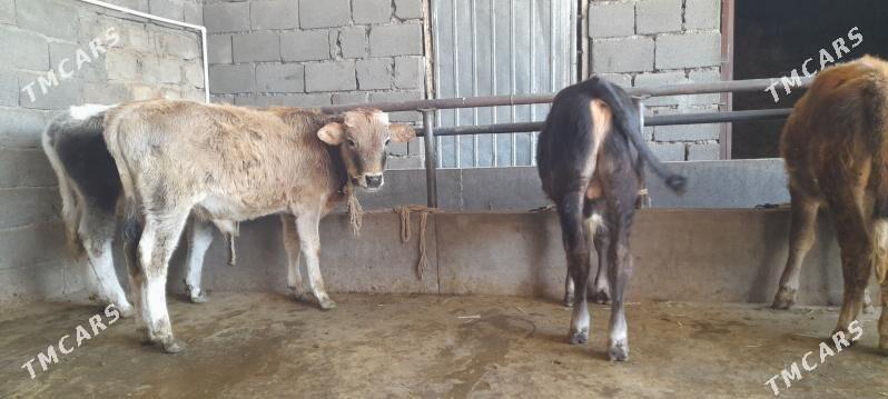 öküz - Бузмеин - img 2