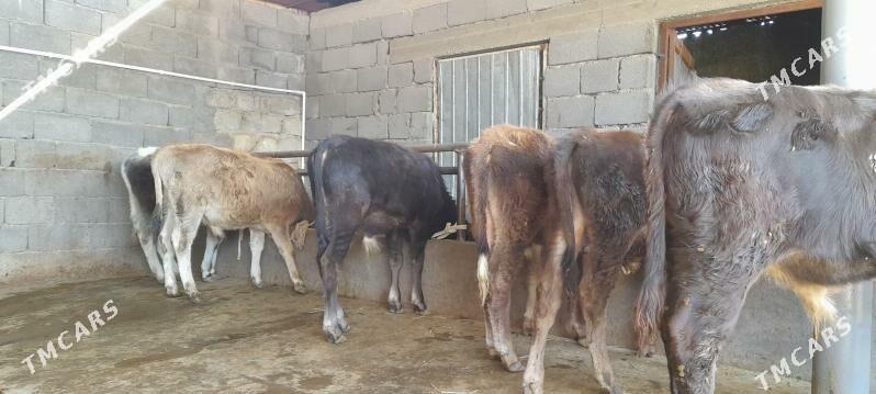 öküz - Бузмеин - img 4