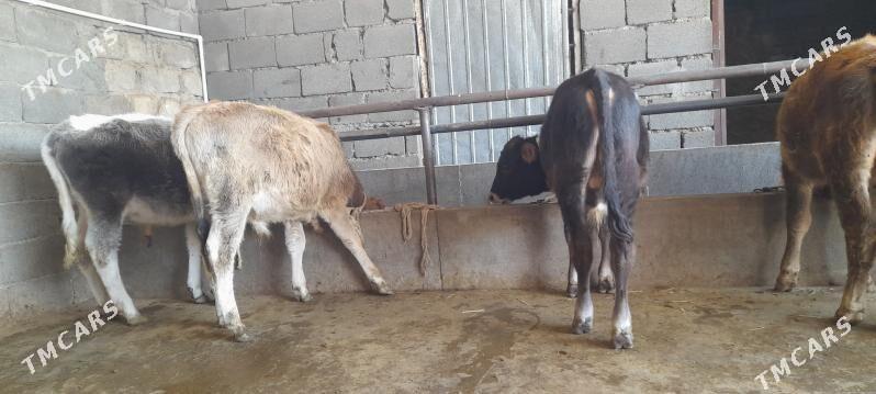 öküz - Бузмеин - img 8