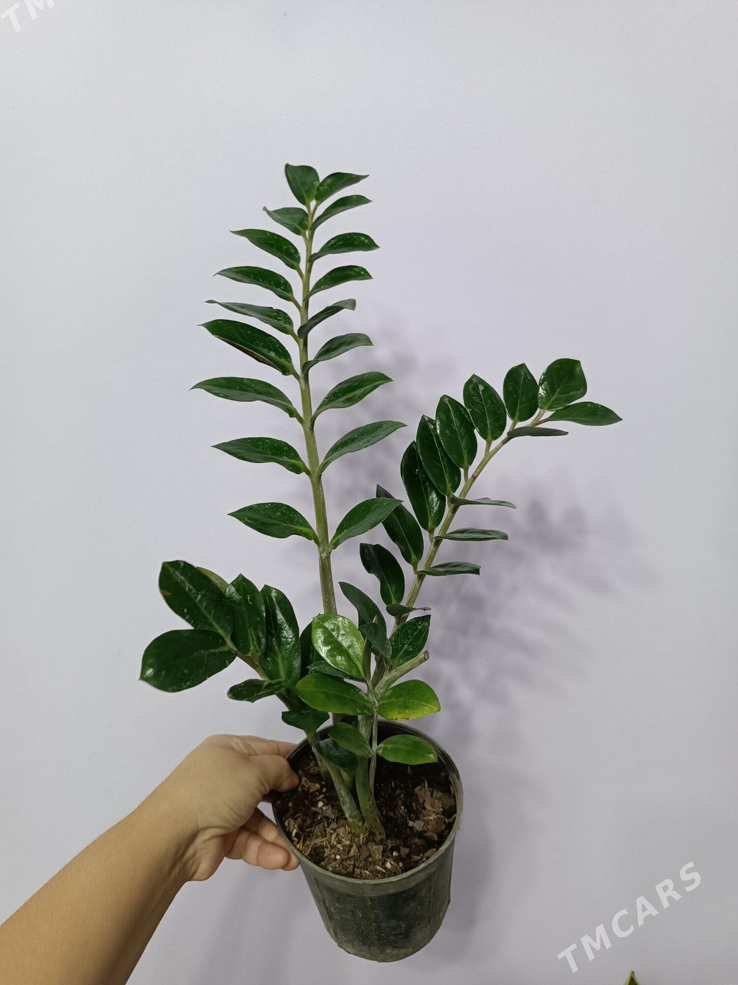 ЗАМИОКУЛЬКАС - Aşgabat - img 3