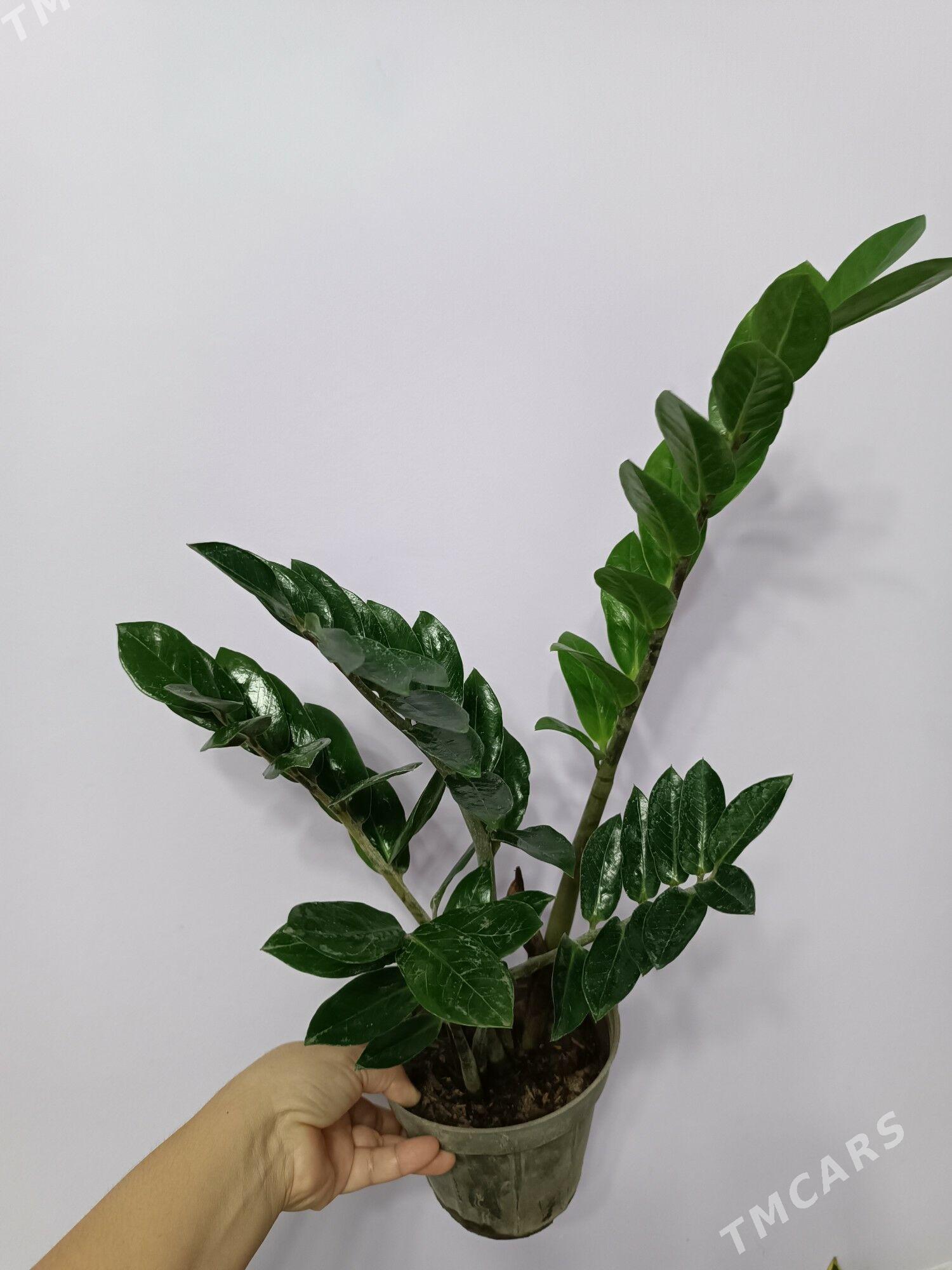 ЗАМИОКУЛЬКАС - Aşgabat - img 2