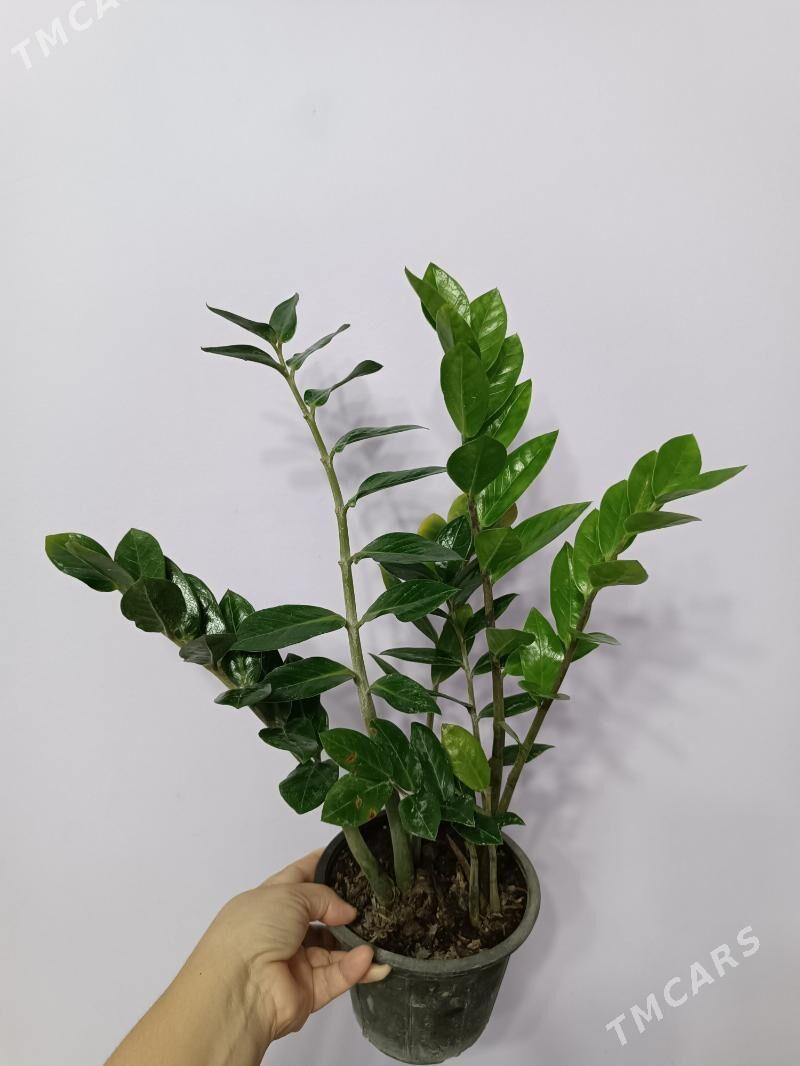 ЗАМИОКУЛЬКАС - Aşgabat - img 4