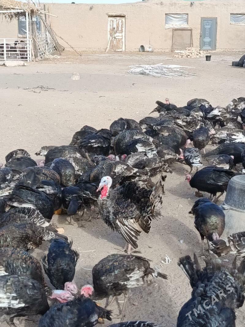 induk, jüje, horaz, towuk - Дашогуз - img 1