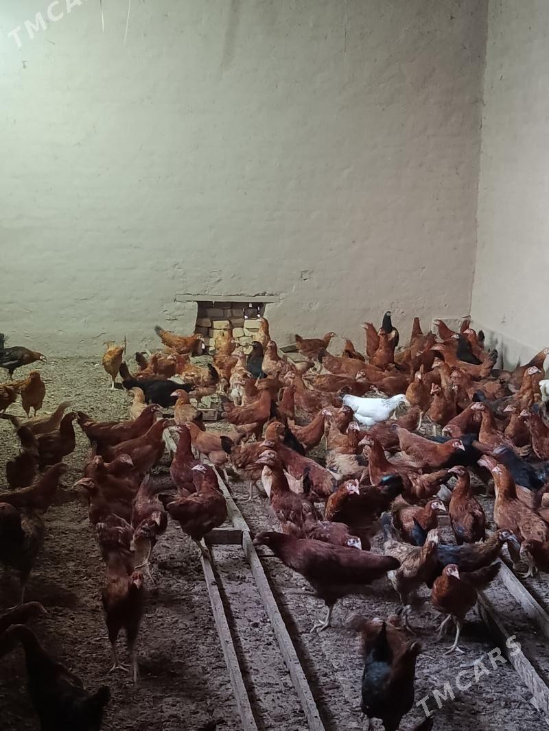 induk, jüje, horaz, towuk - Дашогуз - img 5