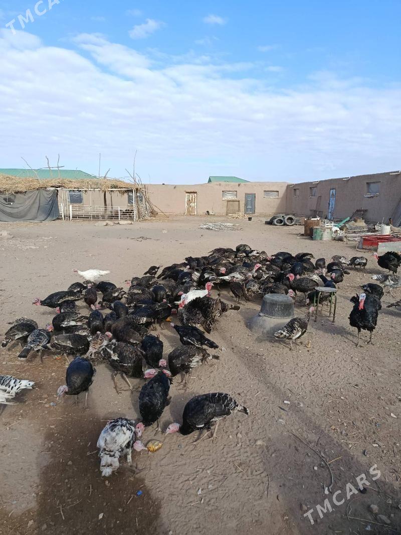 induk, jüje, horaz, towuk - Дашогуз - img 2