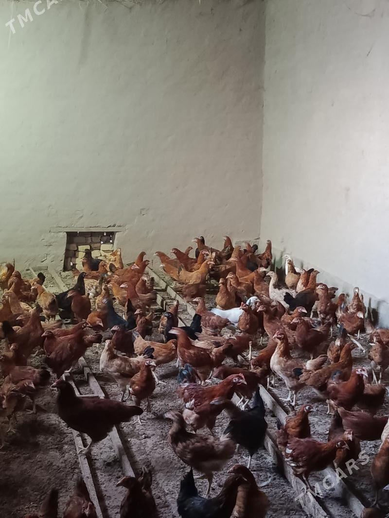 induk, jüje, horaz, towuk - Дашогуз - img 6