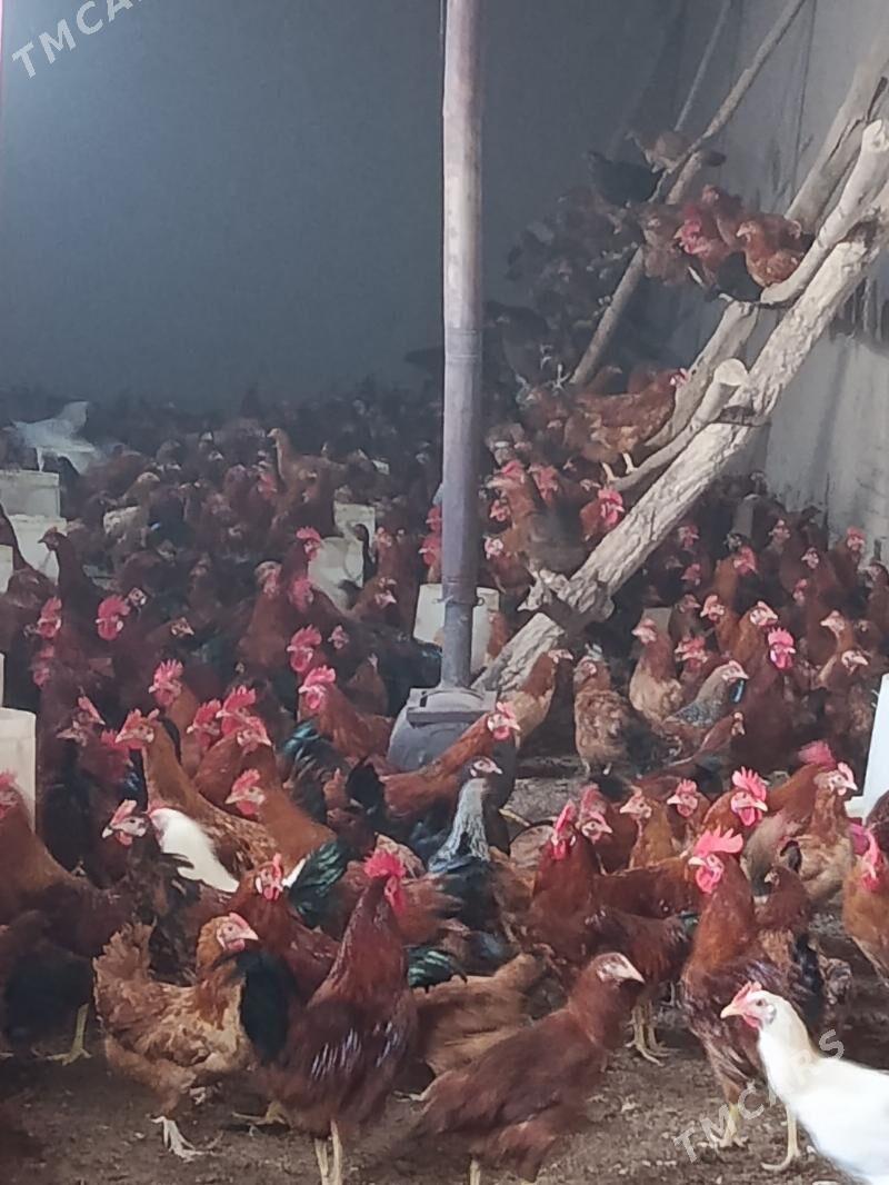 induk, jüje, horaz, towuk - Дашогуз - img 3