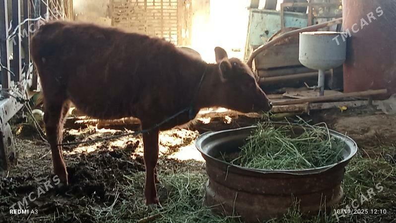 tüwe - Яшлык - img 2