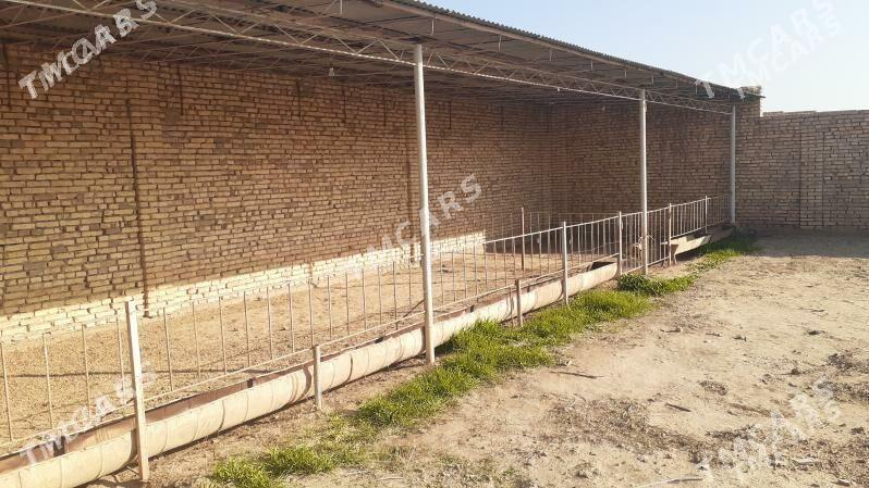 jaý. - Ýolöten - img 6