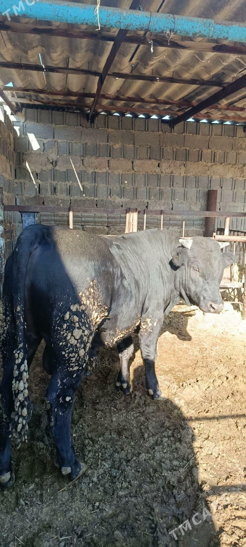 gibrit  okuz - Бахарден - img 2