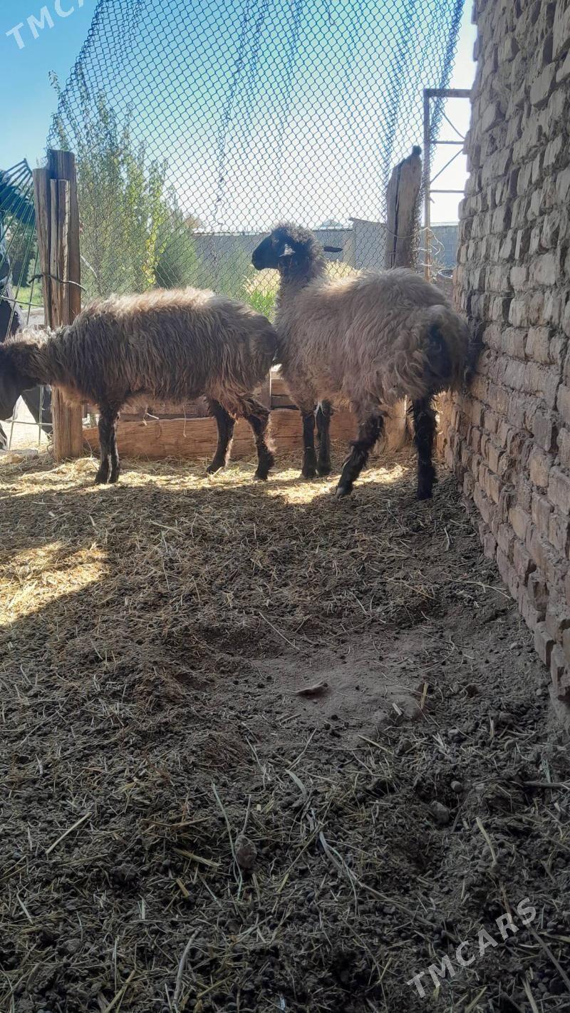 gurot tokly - Bagyr - img 3