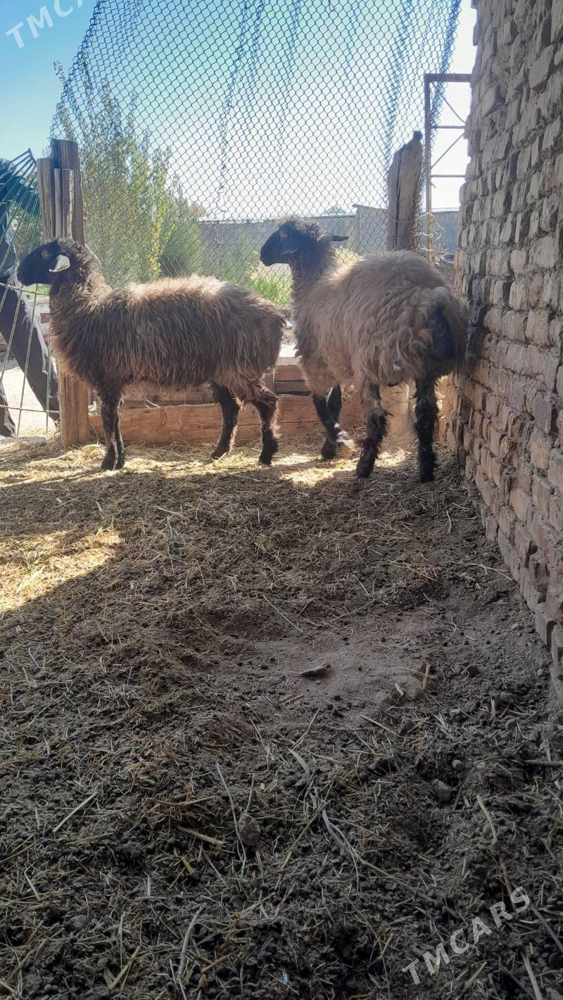 gurot tokly - Bagyr - img 2