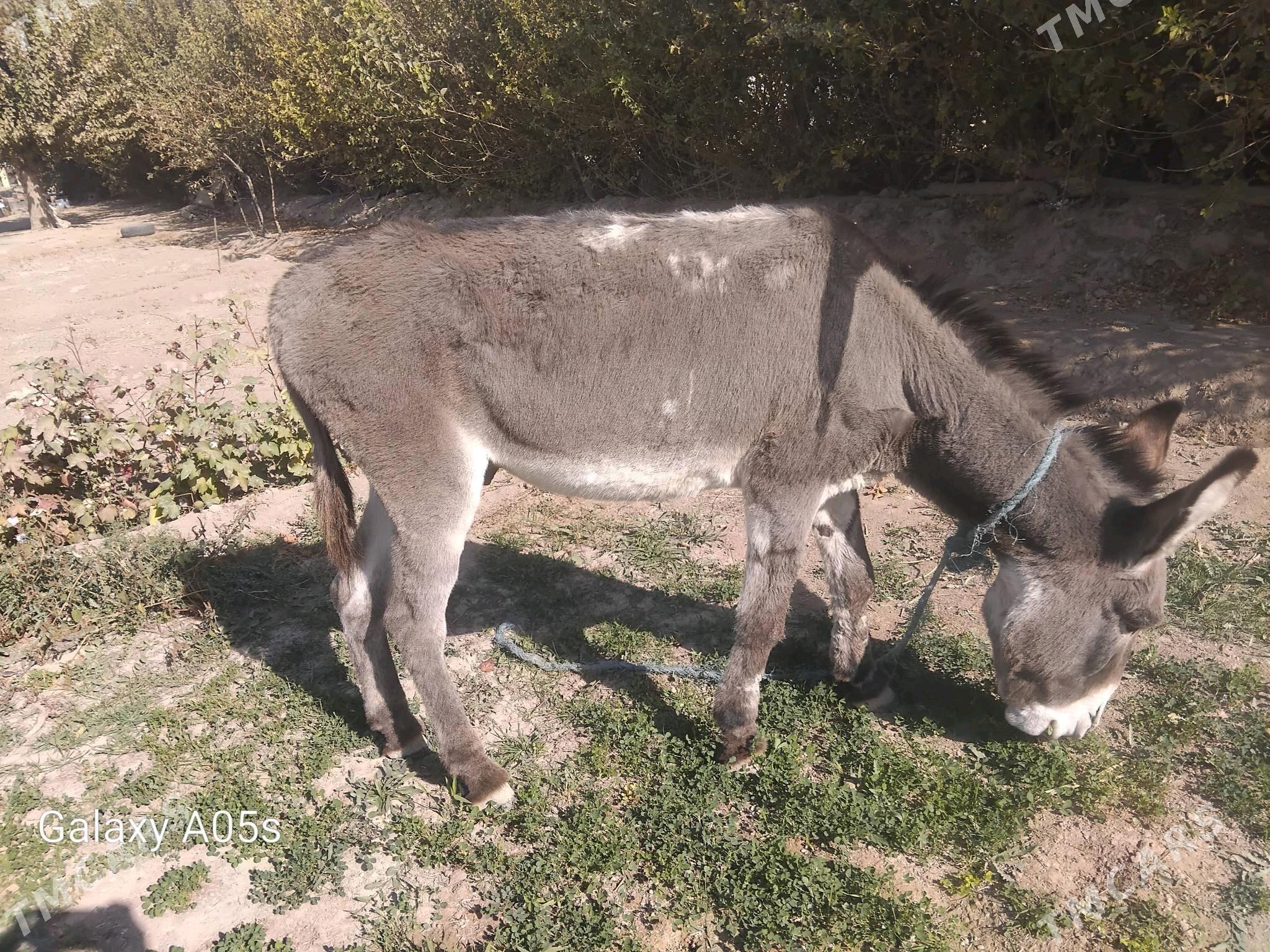 erkek esek - Murgap - img 3