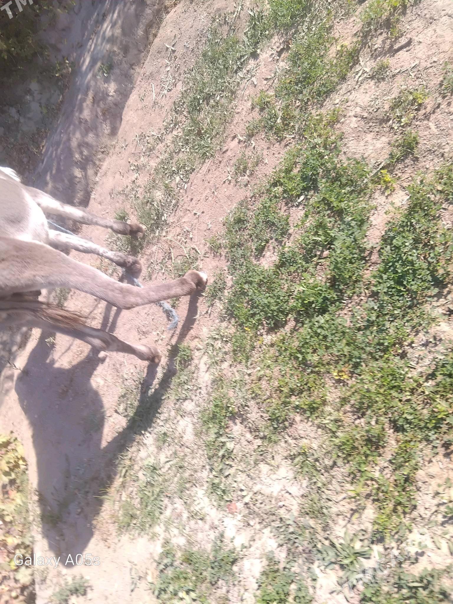 erkek esek - Murgap - img 2