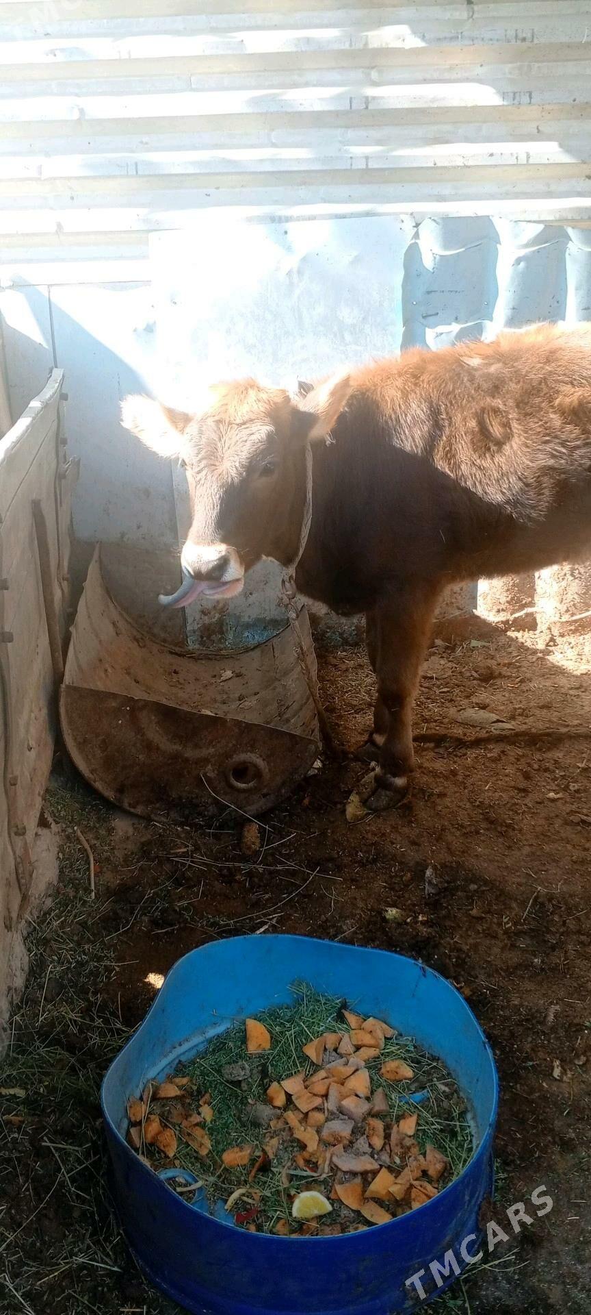 gole - Арзув - img 2