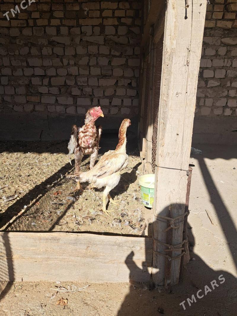 taşkent maki - Bagyr - img 2