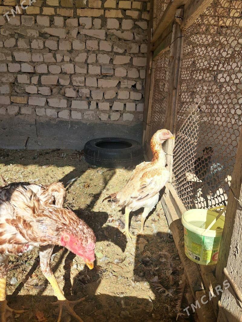 taşkent maki - Bagyr - img 3