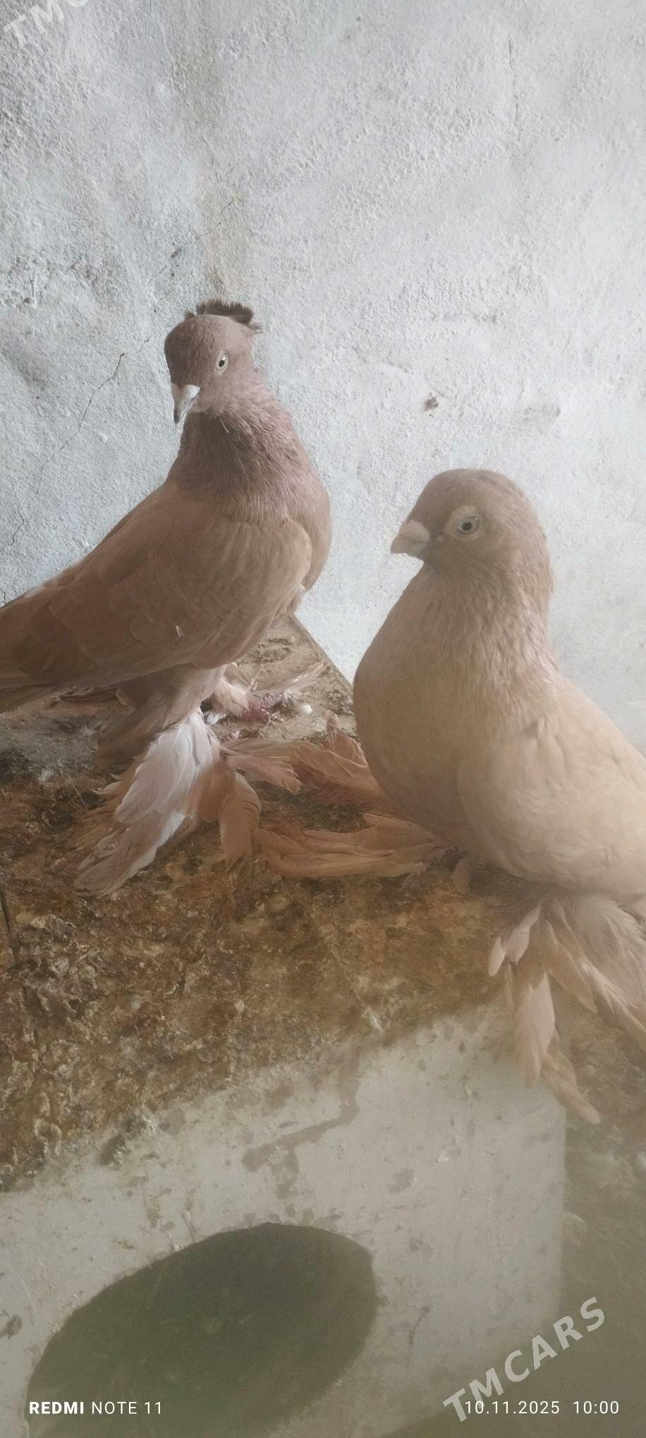 Kepderi - Murgap - img 2