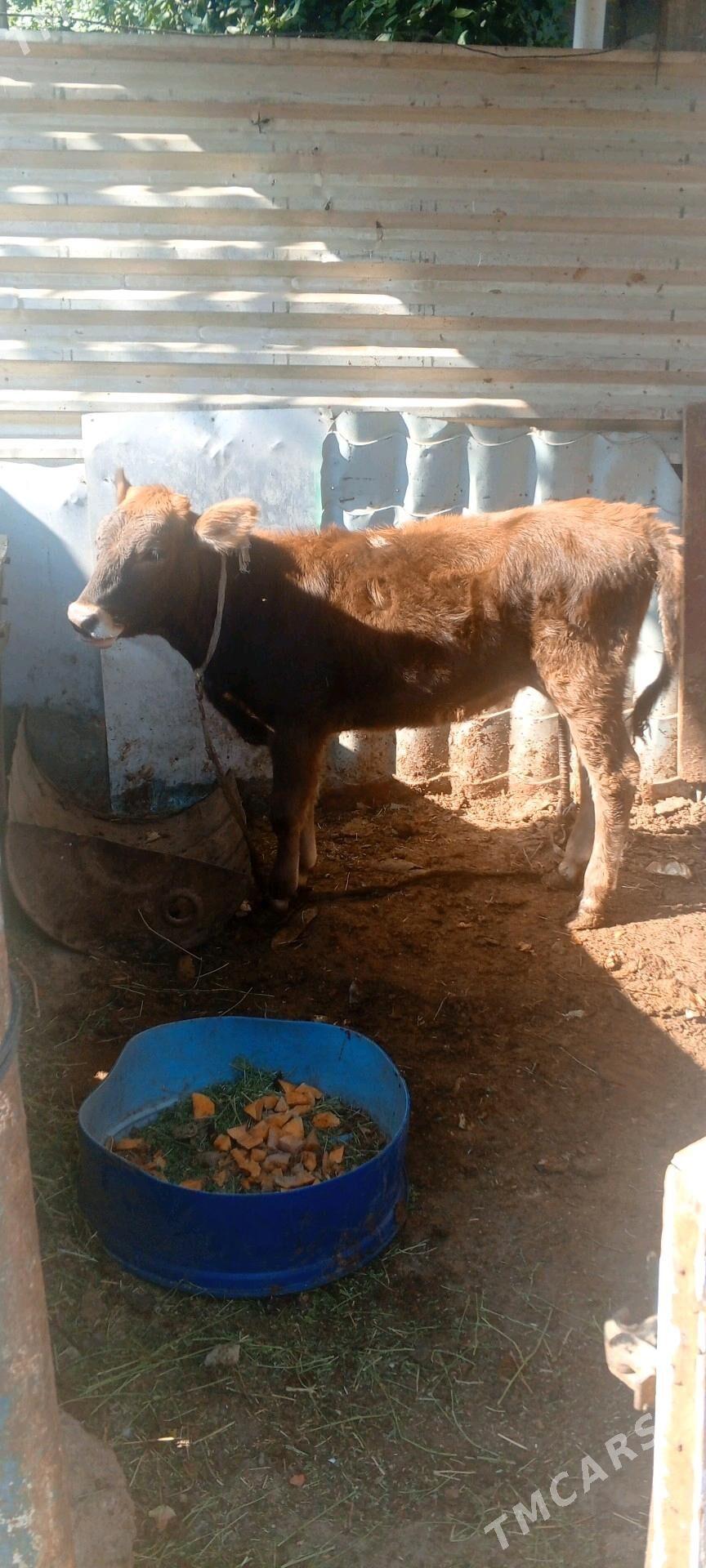 gole - Арзув - img 4