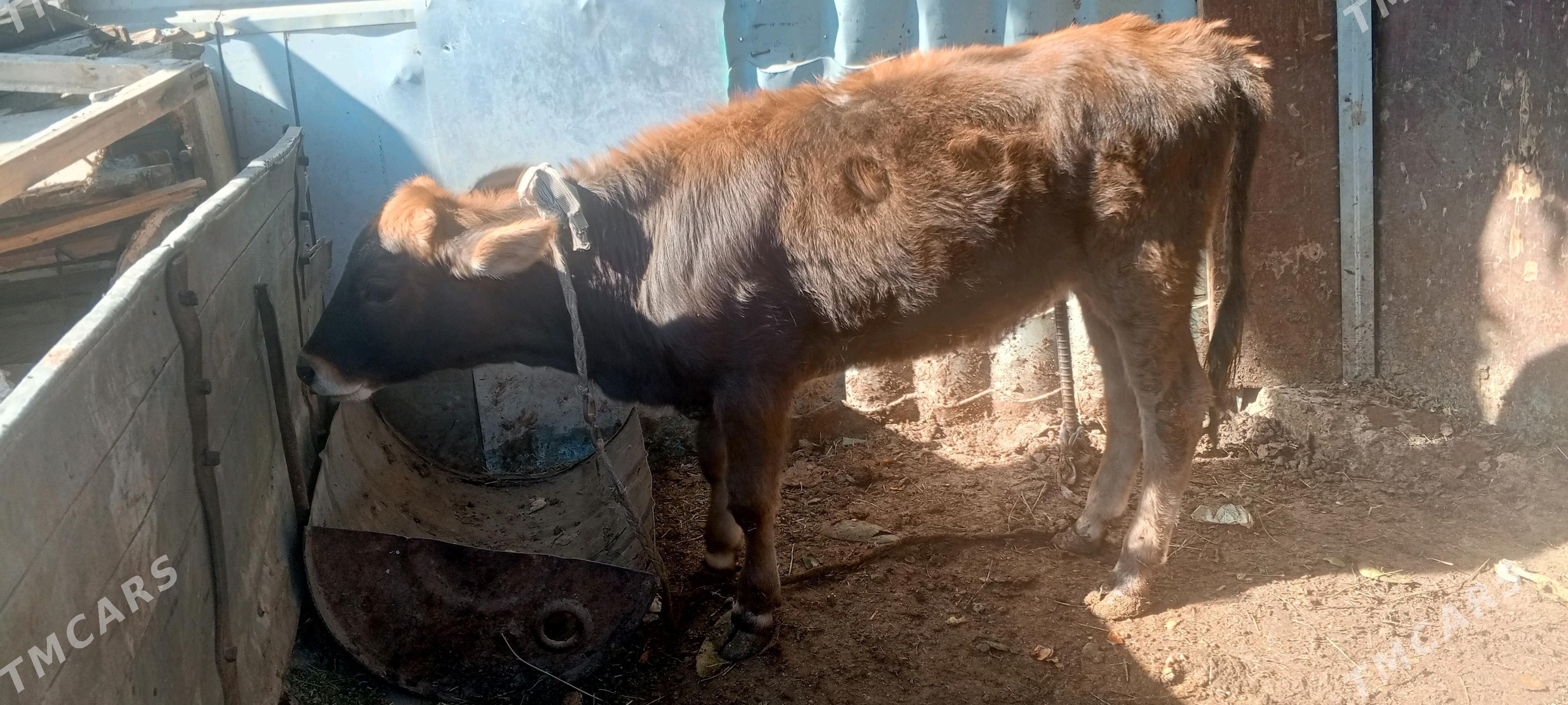 gole - Арзув - img 3