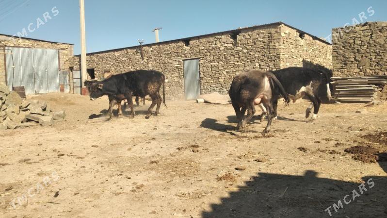 Öküz - Гызыларбат - img 2