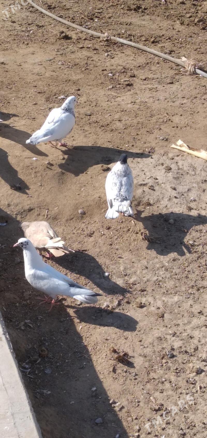 kepder - Ашхабад - img 5