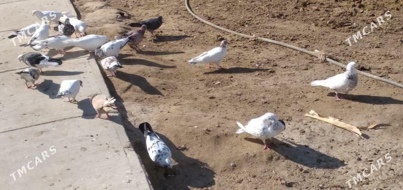 kepder - Ашхабад - img 6