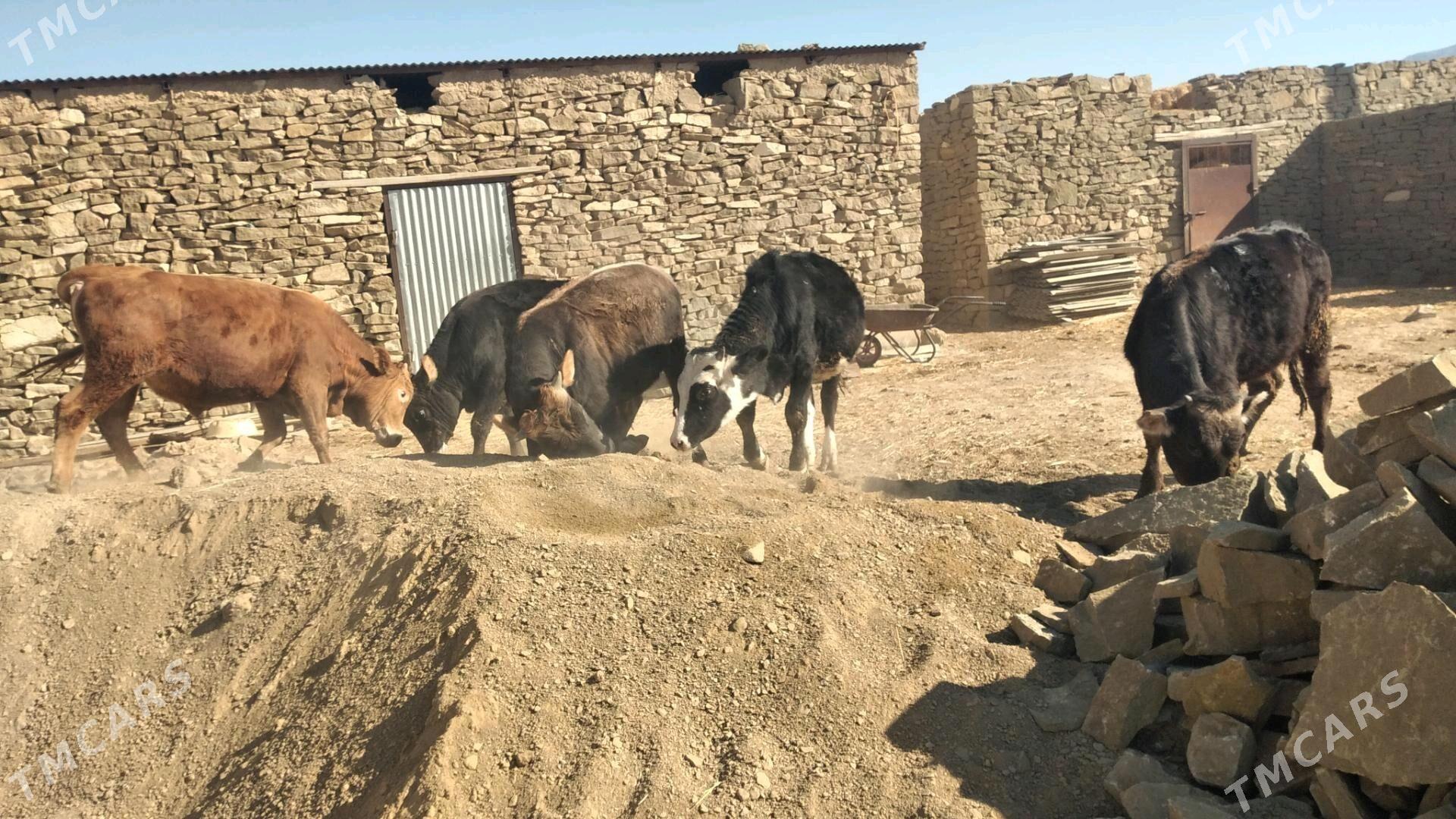 Öküz - Гызыларбат - img 3