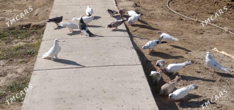 kepder - Ашхабад - img 4