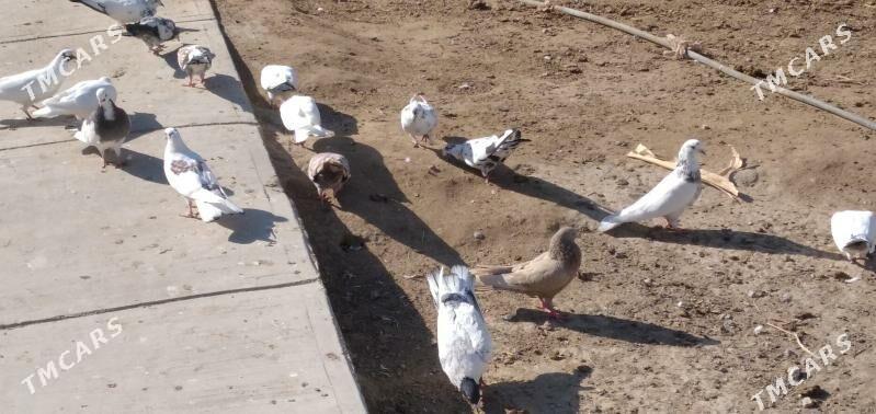 kepder - Ашхабад - img 3