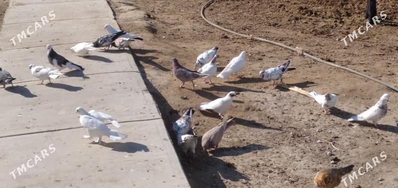 kepder - Ашхабад - img 7