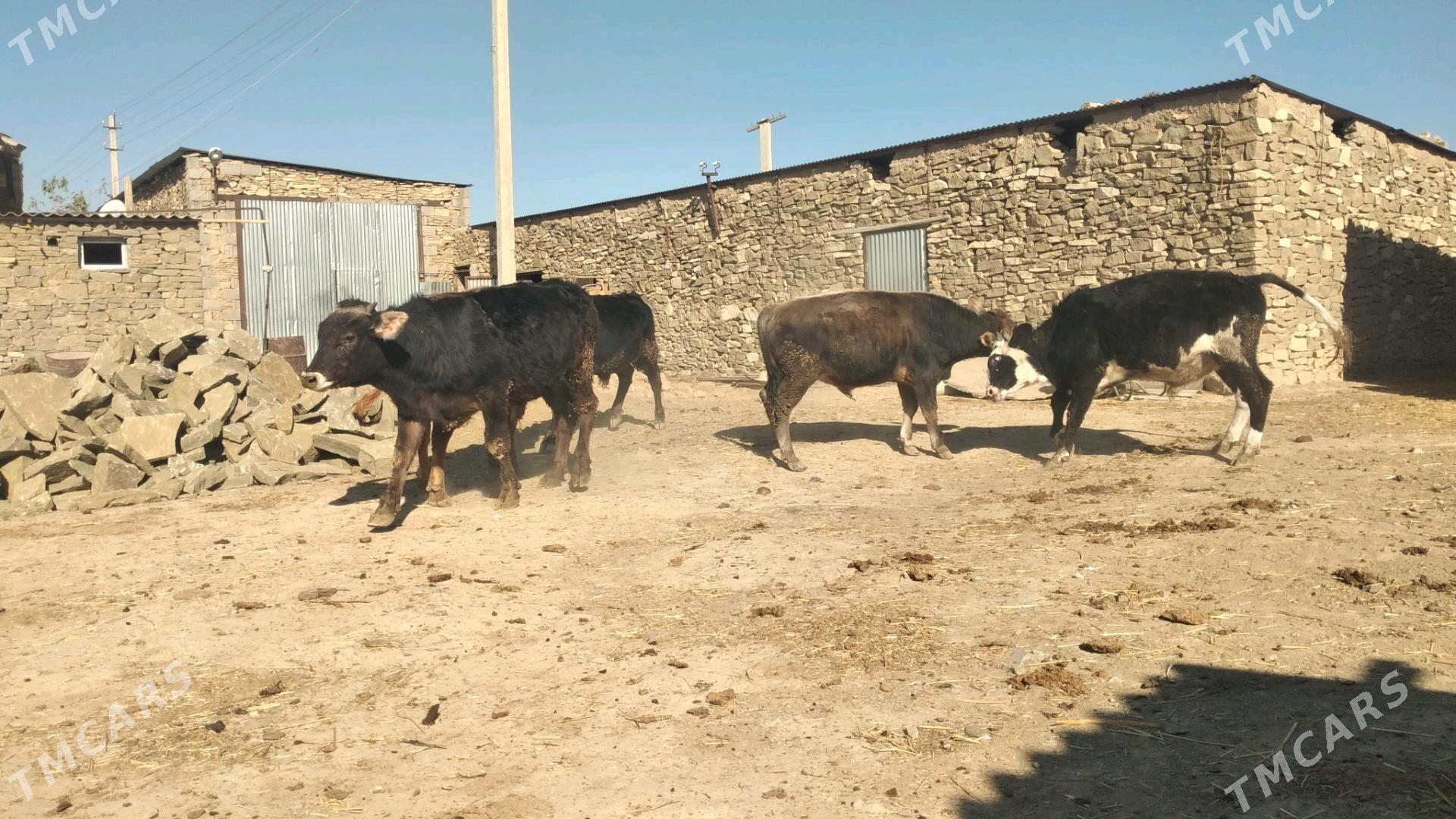 Öküz - Гызыларбат - img 4